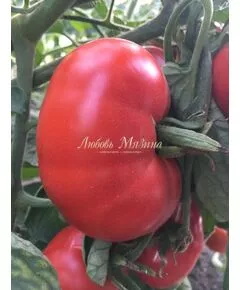 Томат "Мязина Л.А" Выставочный 5 сем, фото 