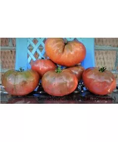 Томат "Мязина Л.А" Блэк Джон 5 сем, фото 