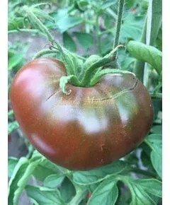 Томат "Мязина Л.А" Брендивайн черный 5 сем, фото 