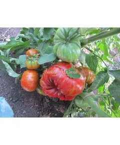 Томат "Мязина Л.А" Беркли Тай Дай 5 сем, фото 