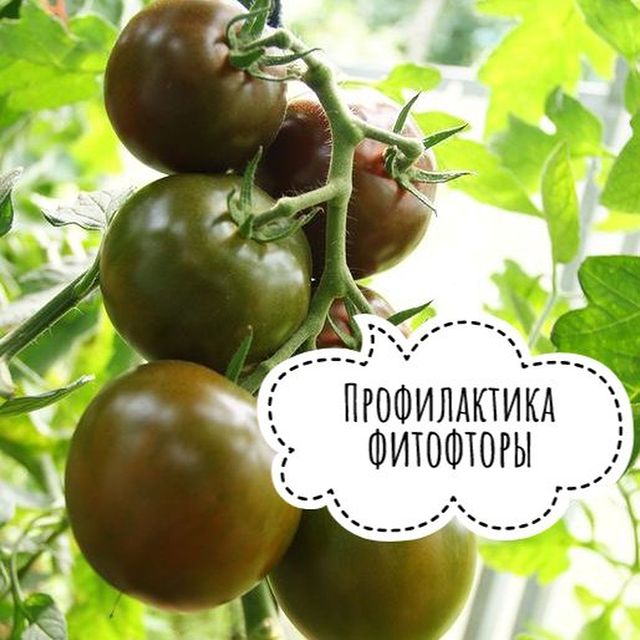 Блог Onsad.ru :: Профилактика фитофторы - Купить семена почтой в ...