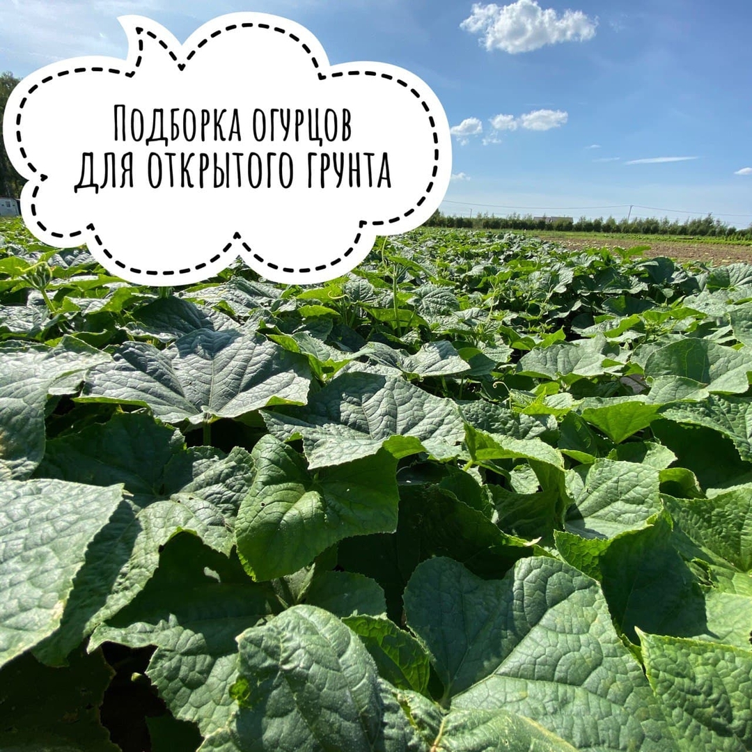 Блог Onsad.ru :: Подборка устойчивых огурцов для открытого грунта ...