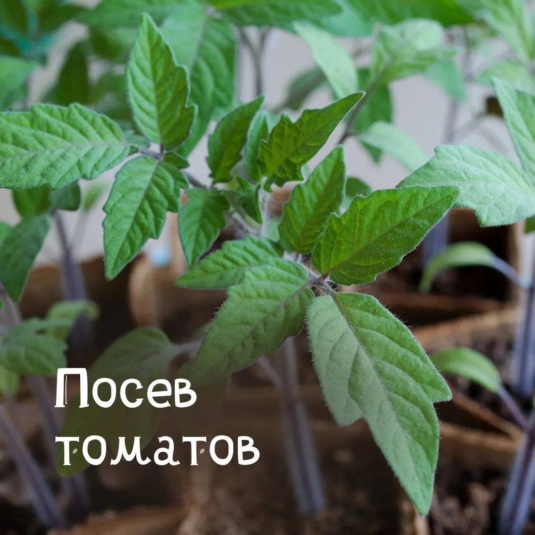 Блог Onsad.ru :: Посев томатов - Купить семена почтой в интернет ...