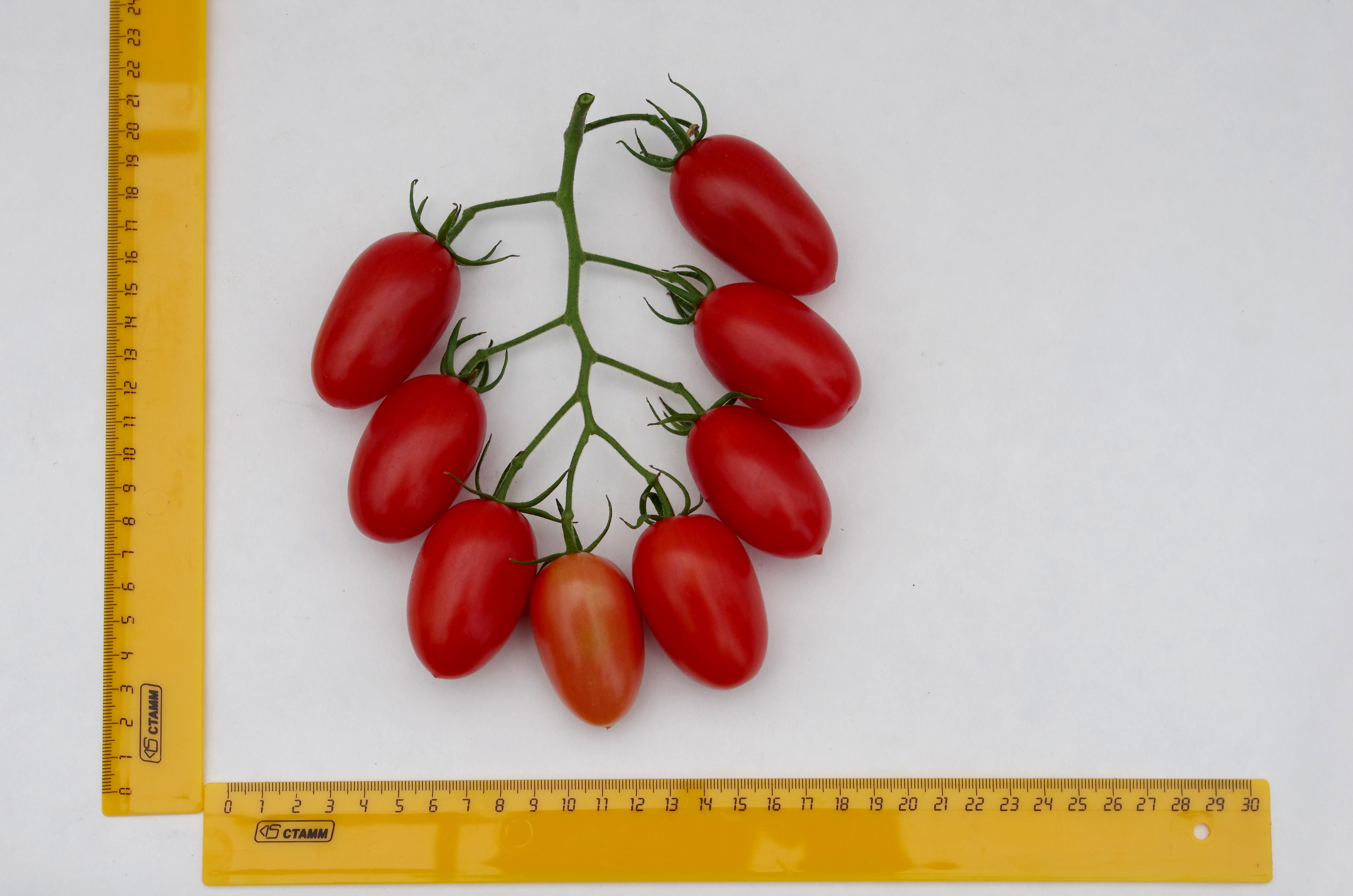 семена томатов джекпот фирмы партнер