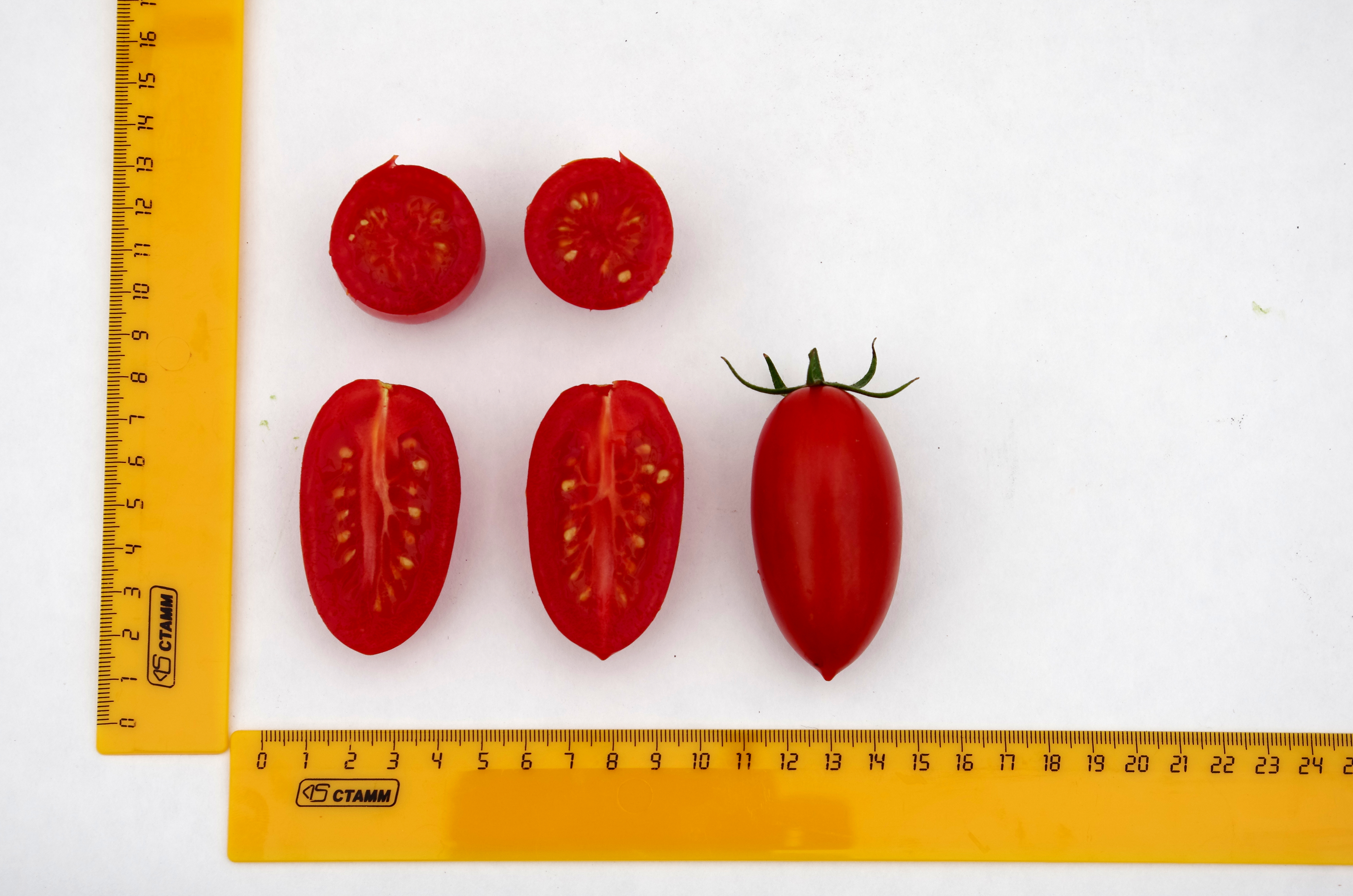 новосибирск семена томатов