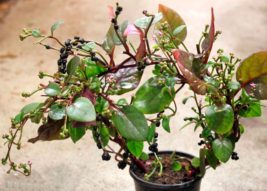 Растение базелла заморский гость: польза и вред, выращивание из семян